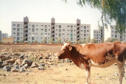 Cattle at the water depot (Corea Housing Complex)